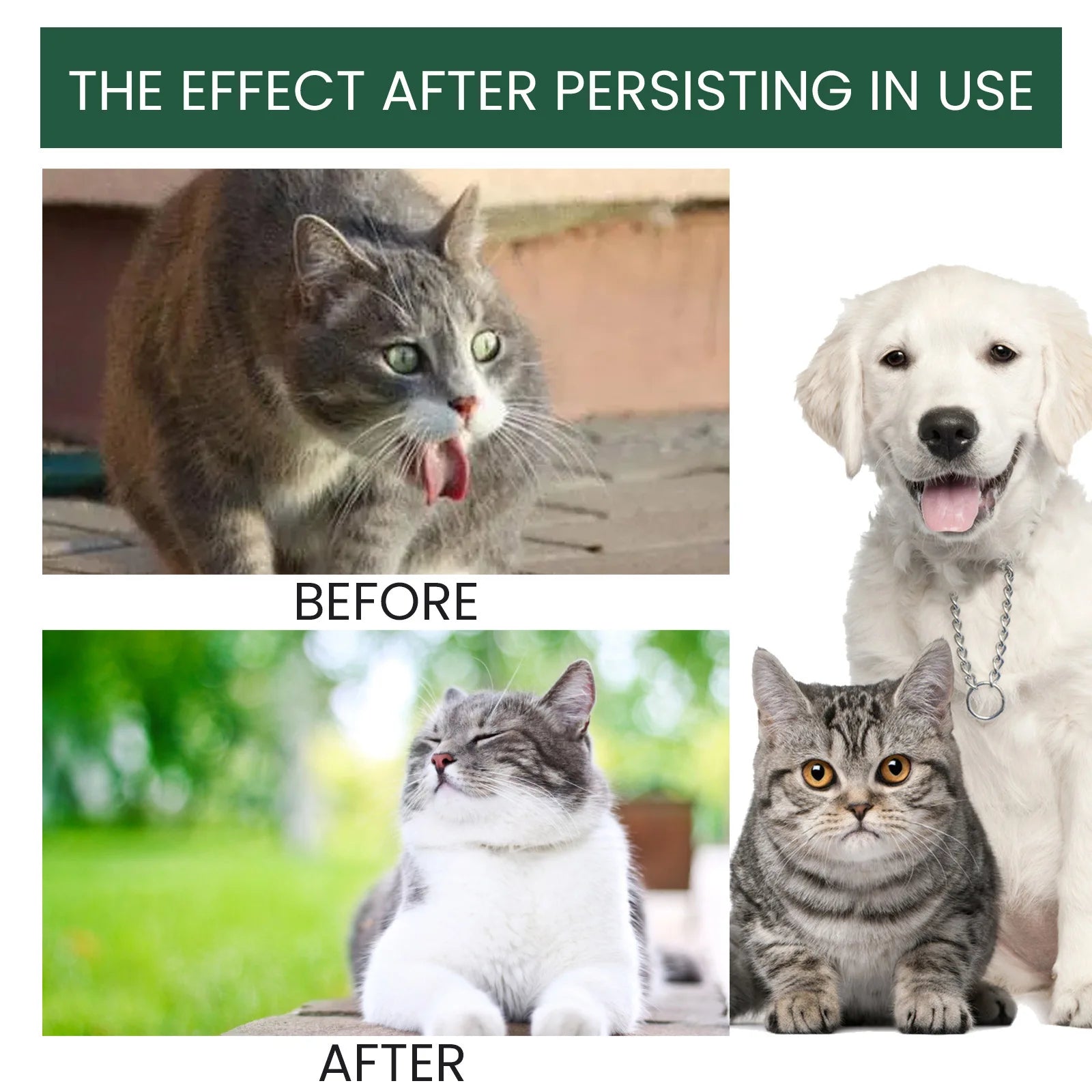 Pet  Probiotics Drop, Digestive, Nutrition Supplement
