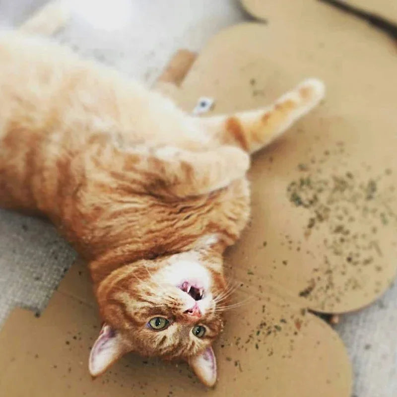 Organic 100% Natural Catnip