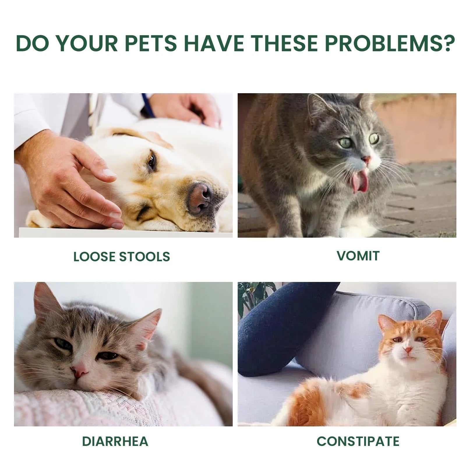 Pet  Probiotics Drop, Digestive, Nutrition Supplement