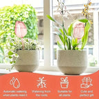Pink tulip plant watering balls