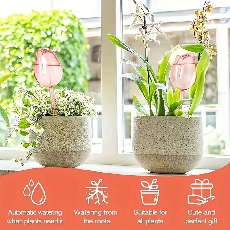 Pink tulip plant watering balls