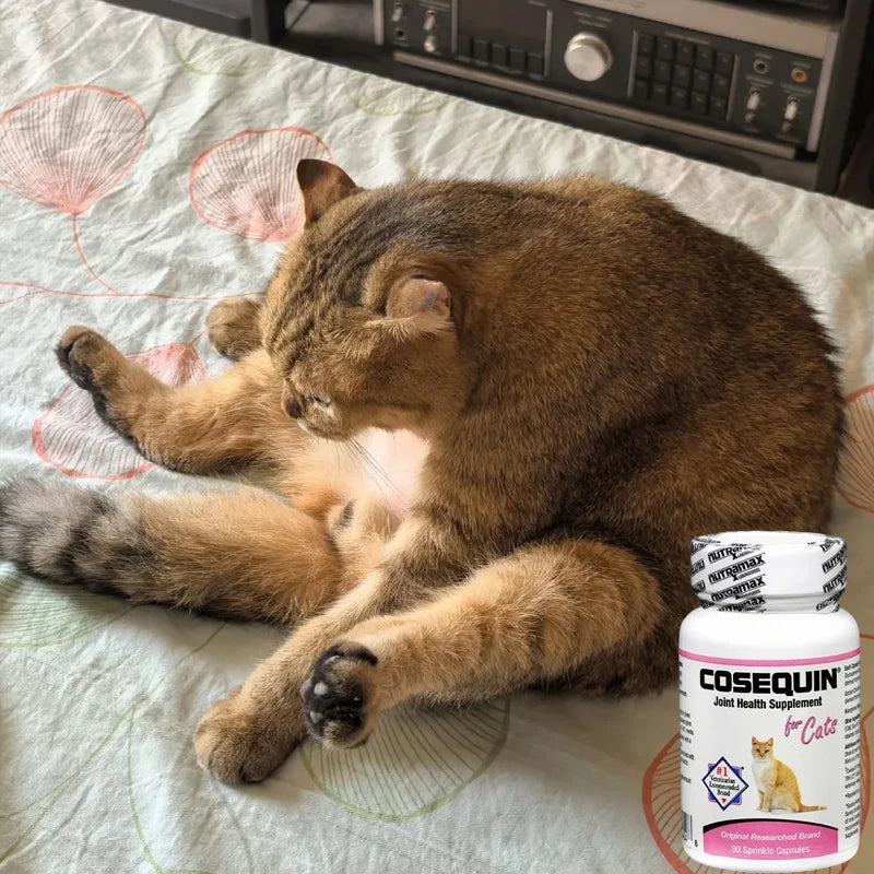 Pet Nutritional Joint Health Supplement  80pcs