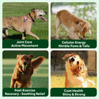 Senior Dog Vitamins Soft Chews