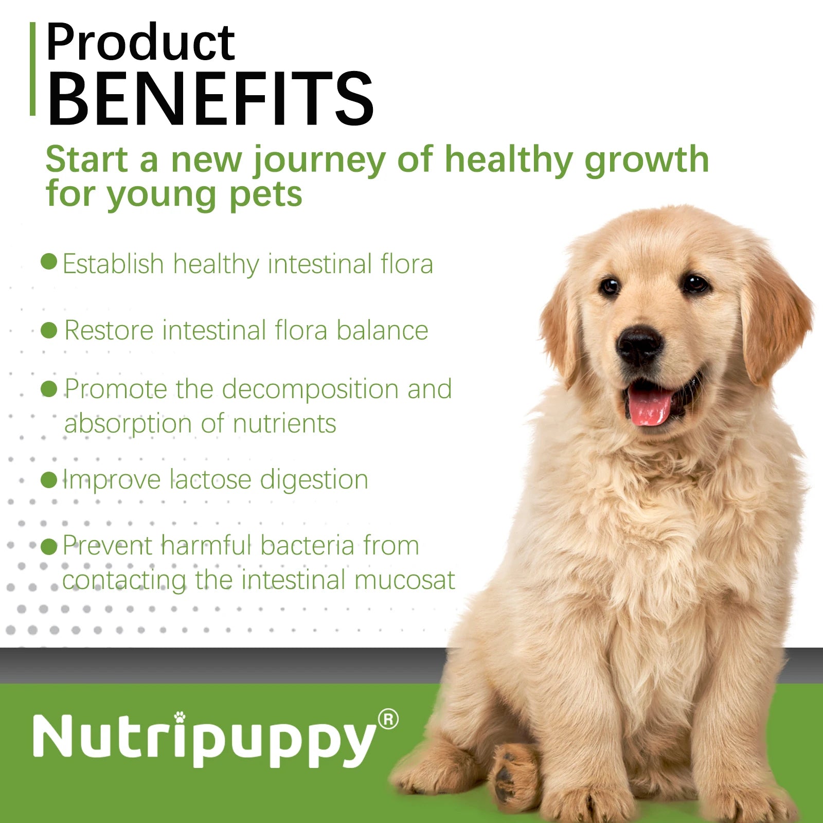 Pet Probiotic Powder Supplement
